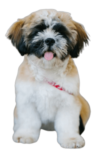 Shih Tzu