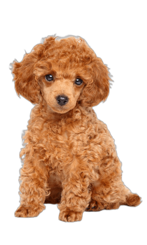 Toy Poodle