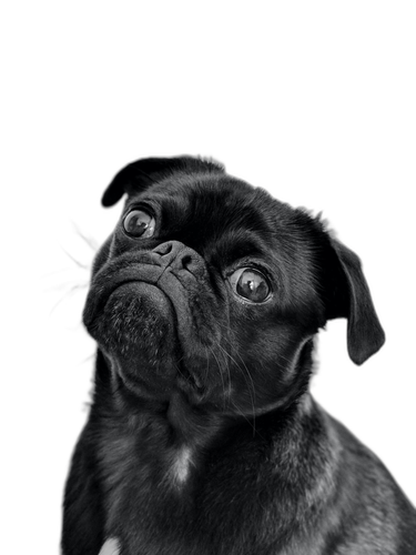 Pug