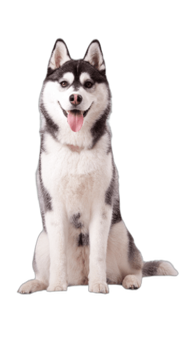 Siberian Husky
