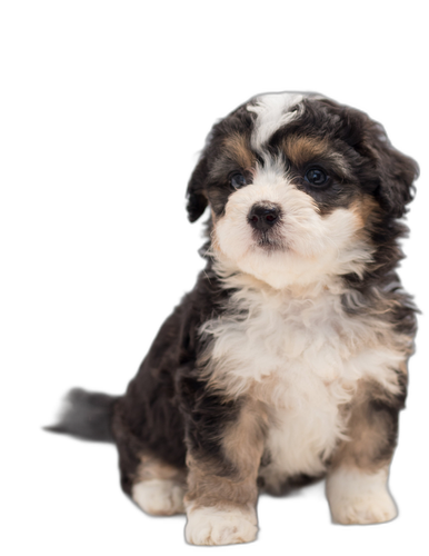 Poodle