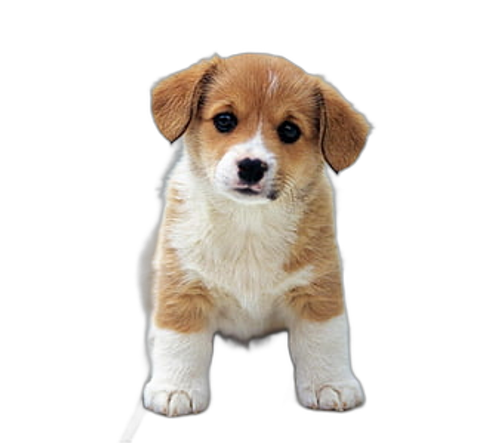 Welsh Corgi