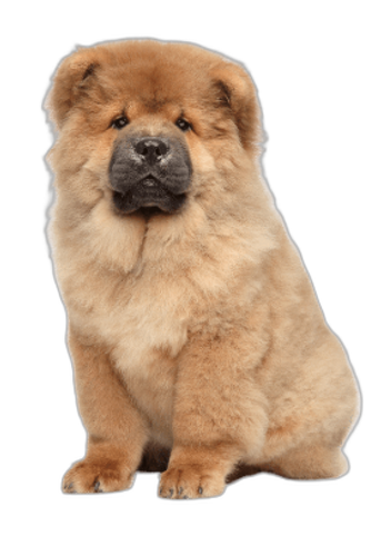Chow Chow