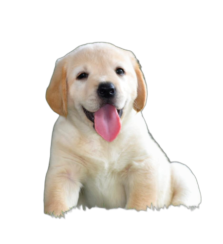 Labrador