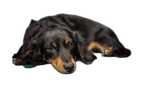 Dachshund
