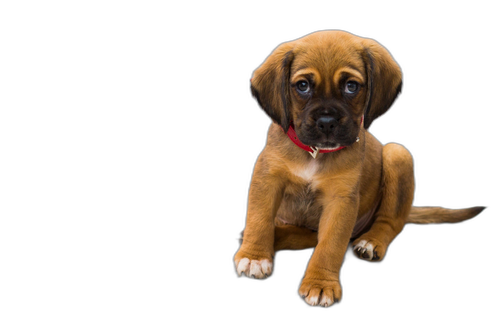 Puggle